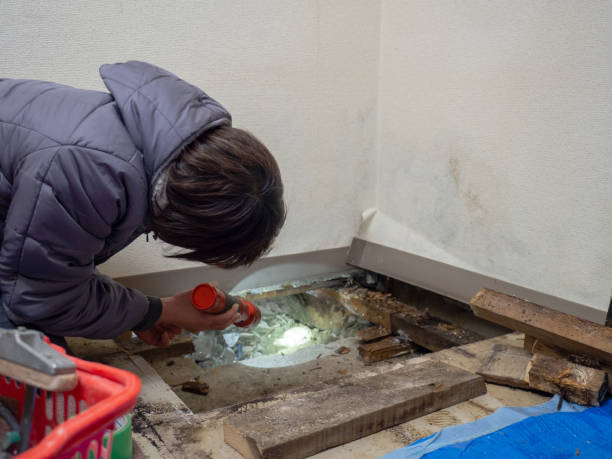 Best Basement Mold Removal  in Grafton, ND