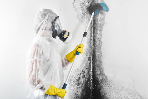 Best Emergency Mold Remediation  in Grafton, ND